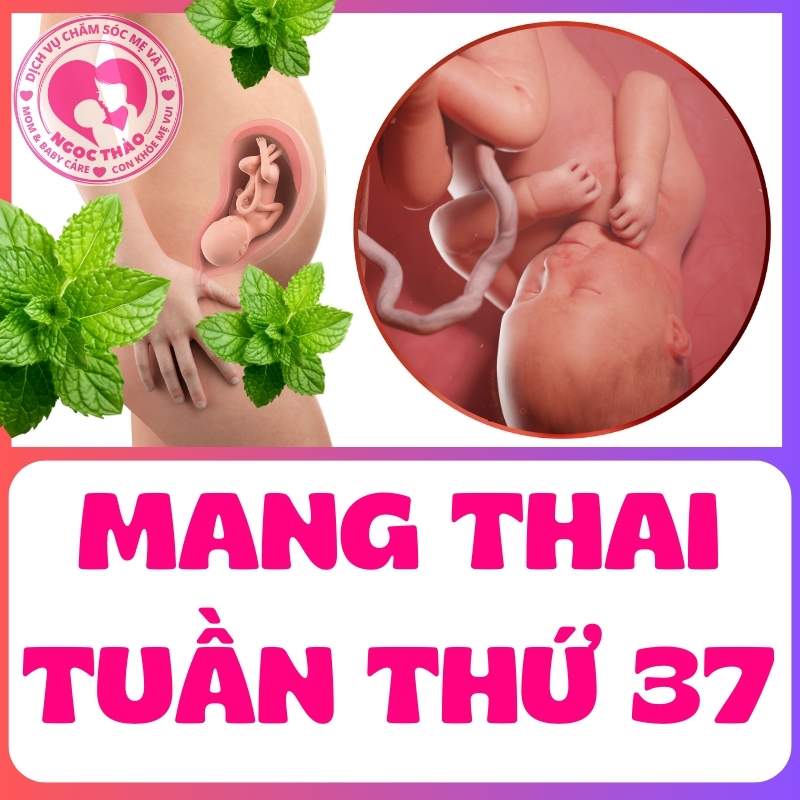 Mang thai tuần thứ 37 và vị trí của thai nhi